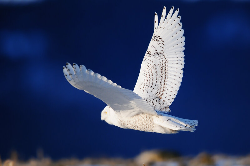 Snowy Owl in Flight — White, Dramatic, Winter, Photograph, Wings