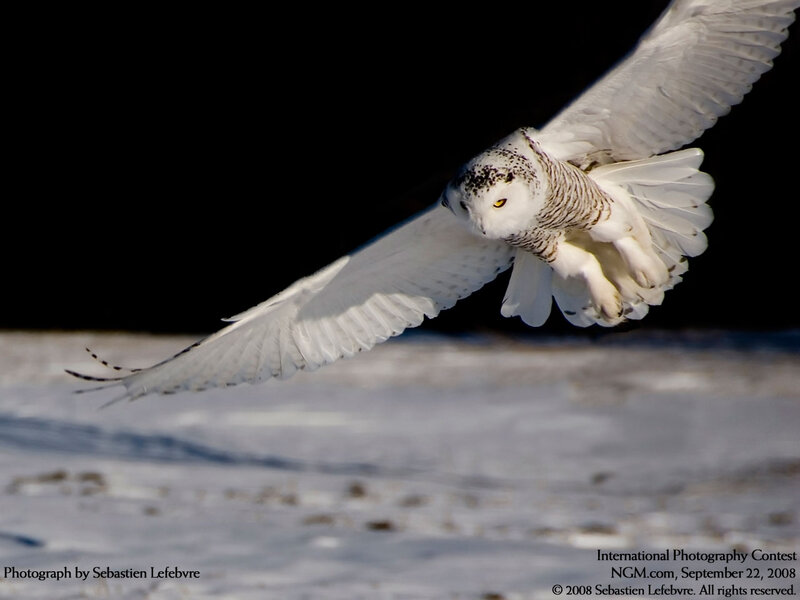 Snowy Owl in Flight — White, Dramatic, Winter