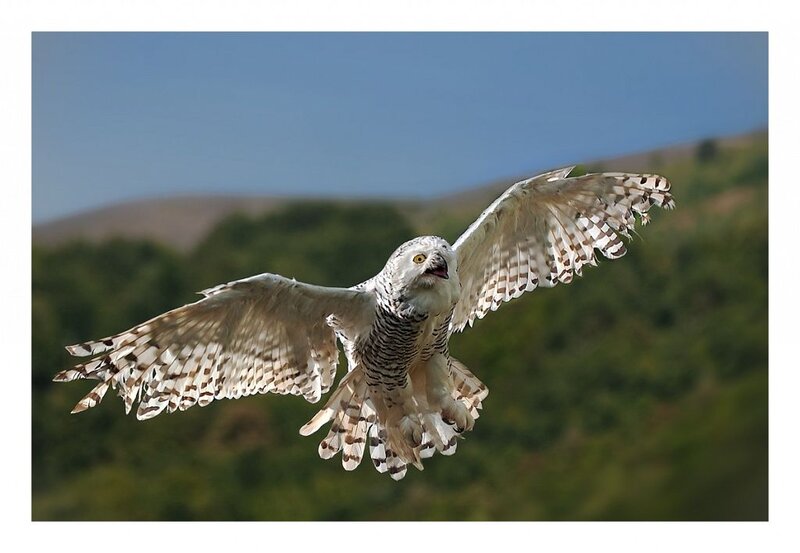 Snowy Owl in Flight — White, Dynamic, Afternoon