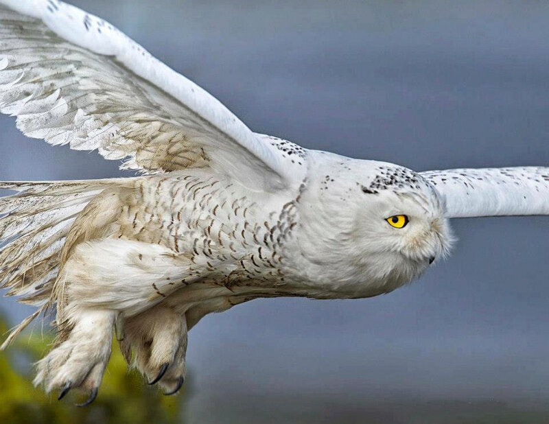 Snowy Owl in Flight — White, Dynamic, Photograph