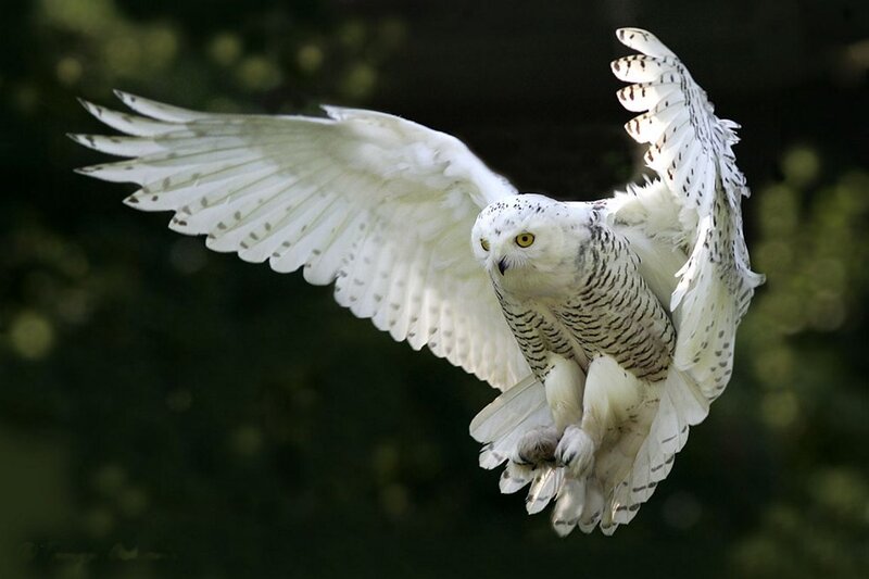 Snowy Owl in Flight — White, Dynamic, Photograph, Wings Spread