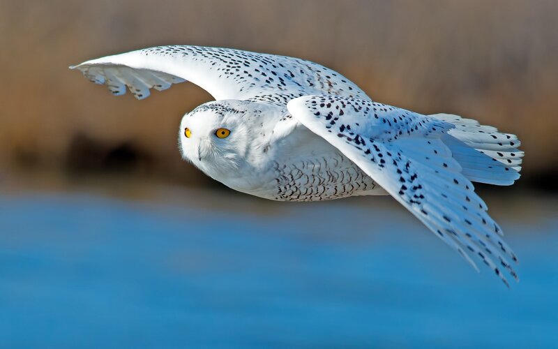 Snowy Owl in Flight — White, Dynamic, Photograph, Wings