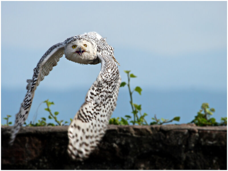 Snowy Owl in Flight — White, Dynamic