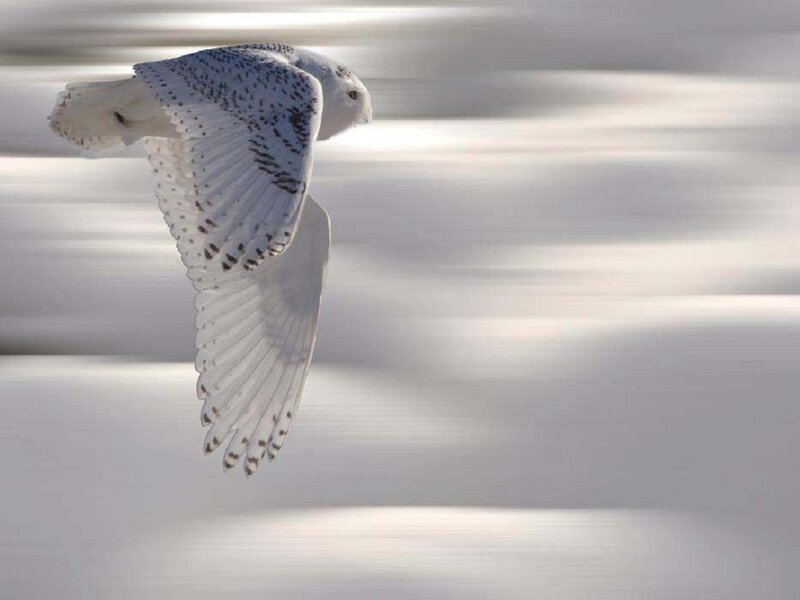 Snowy Owl in Flight — White, Dynamic, Winter, Photograph, Bird