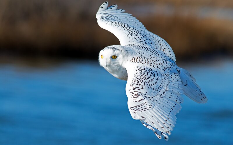 Snowy Owl in Flight — White, Dynamic, Winter, Photograph, Bird, Wings, Blue Water