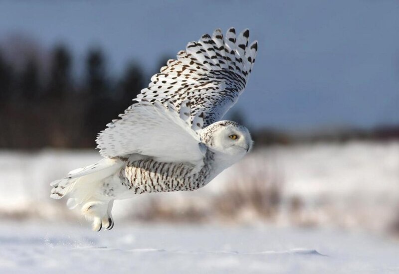 Snowy Owl in Flight — White, Dynamic, Winter, Photograph, Snow, Sky