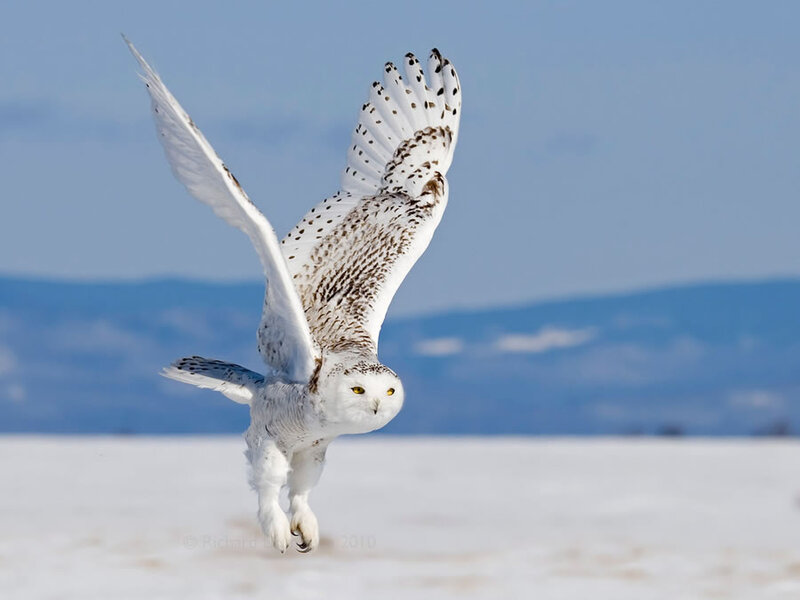 Snowy Owl in Flight — White, Dynamic, Winter, Photograph, Snow