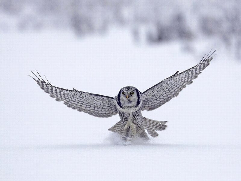 Snowy Owl in Flight — White, Dynamic, Winter, Photograph