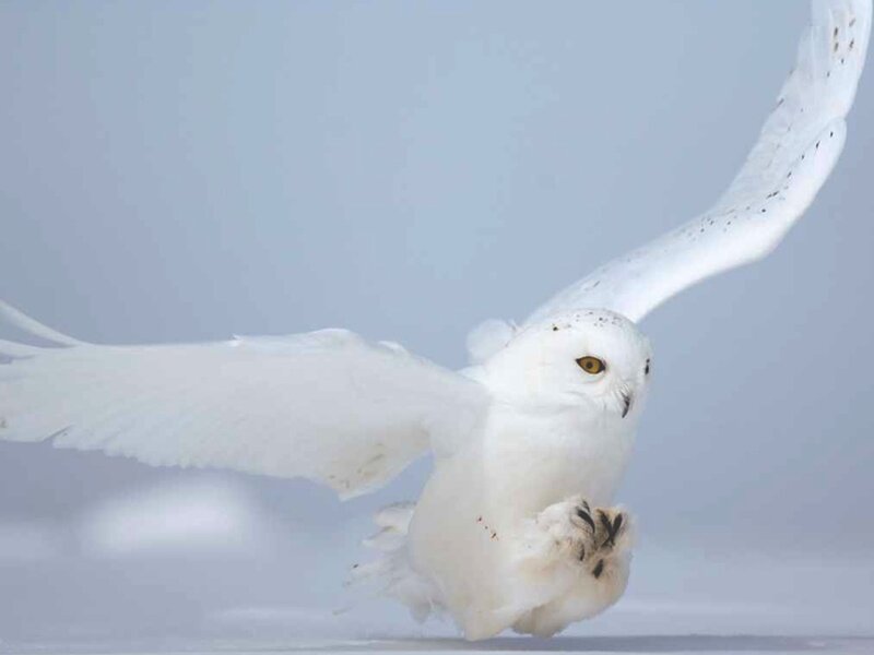 Snowy Owl in Flight — White, Dynamic, Winter, Photograph, Wings