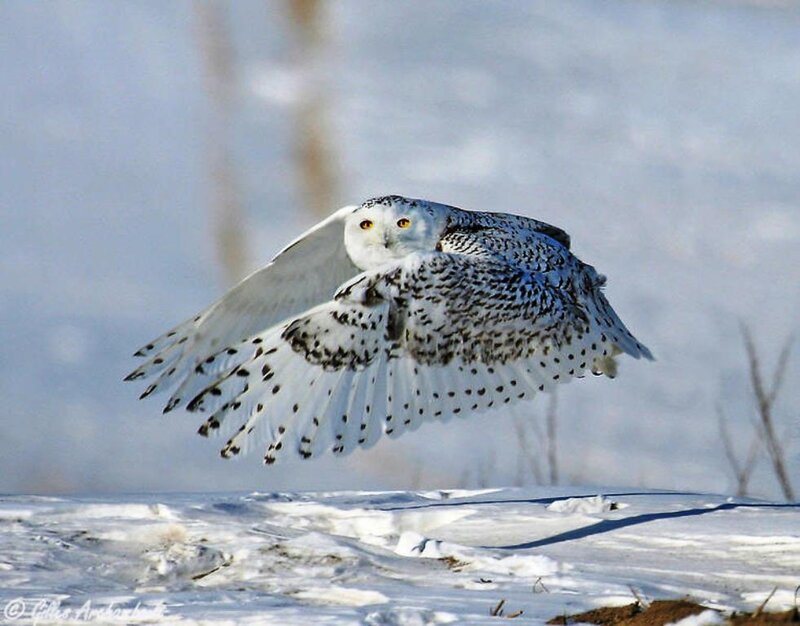 Snowy Owl in Flight — White, Dynamic, Winter