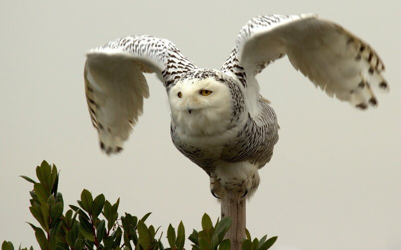 Snowy Owl in Flight — White, Focused, Photograph, Bird