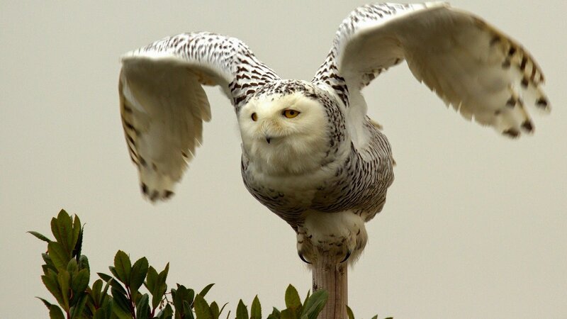 Snowy Owl in Flight — White, Focused, Photograph