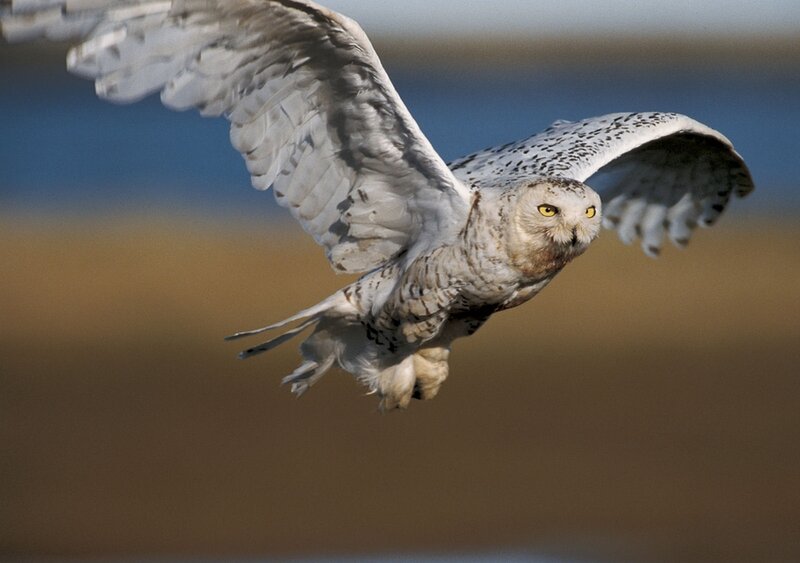 Snowy Owl in Flight — White, Focused