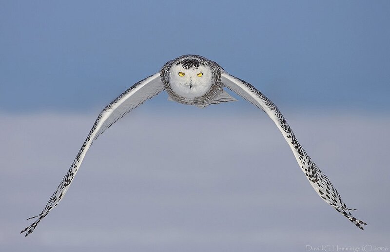 Snowy Owl in Flight — White, Focused, Winter, Photograph