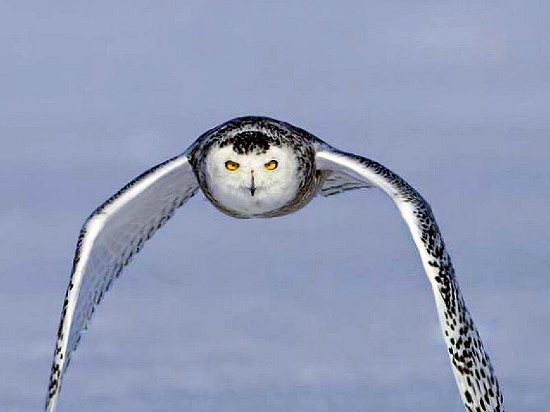Snowy Owl in Flight — White, Focused, Winter, Photograph, Wings