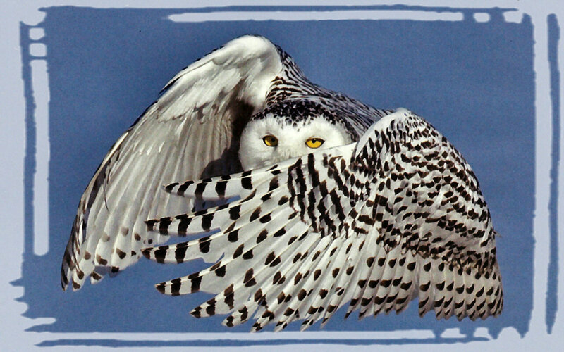 Snowy Owl in Flight — White, Focused, Winter