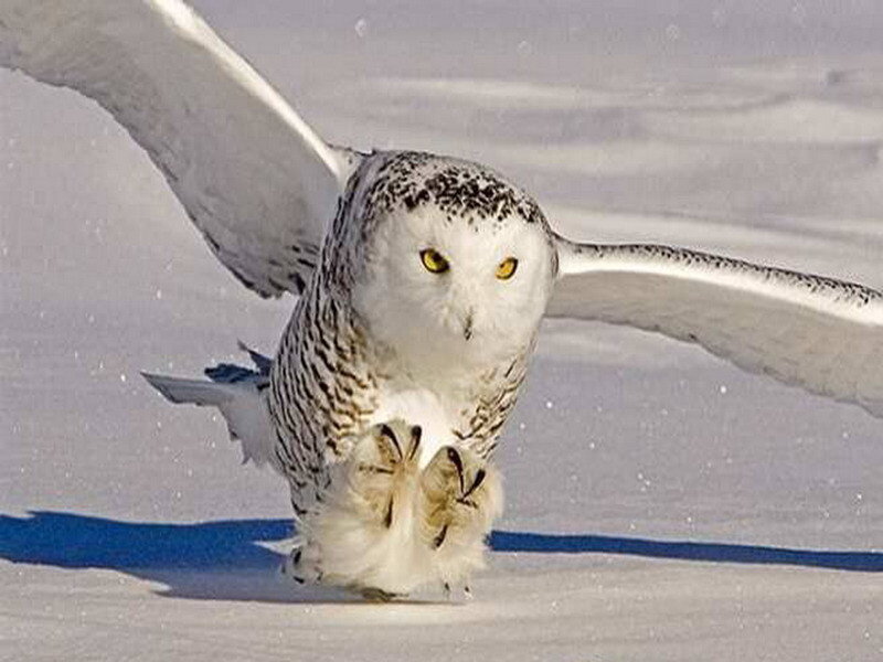 Snowy Owl in Flight — White, Intense, Winter