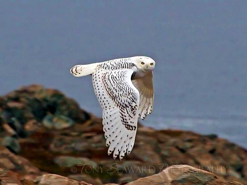Snowy Owl in Flight — White, Natural