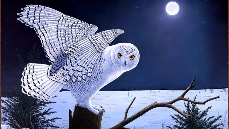 Snowy Owl in Flight — White, Serene, Night, Illustration
