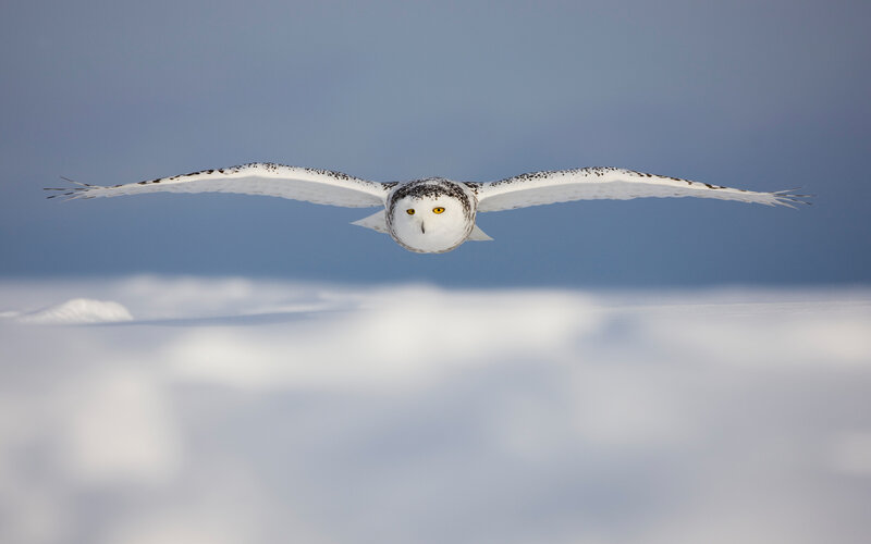 Snowy Owl in Flight — White, Serene