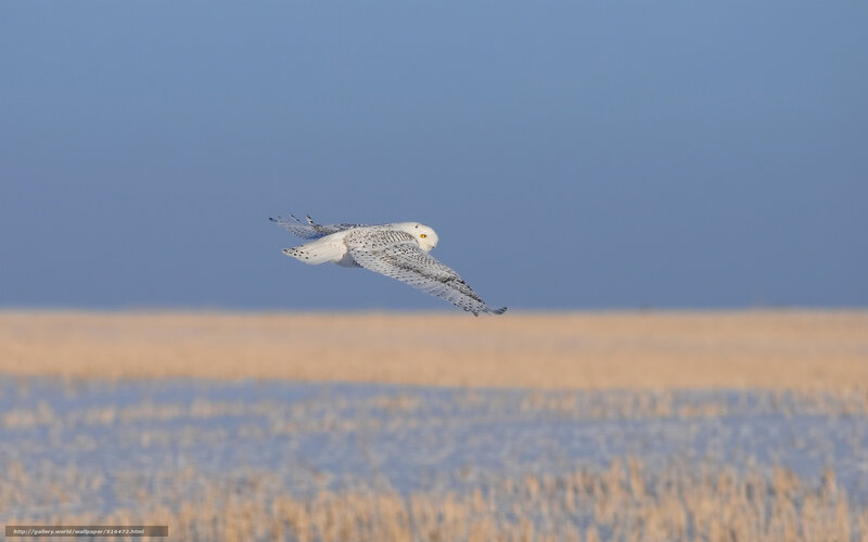 Snowy Owl in Flight — White, Serene, Winter, Photograph, Bird, Field