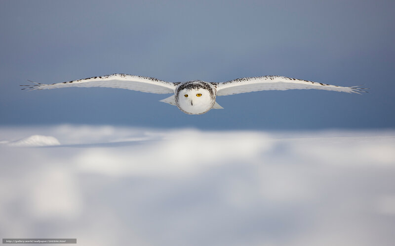 Snowy Owl in Flight — White, Serene, Winter, Photograph, Bird, Sky, Snow