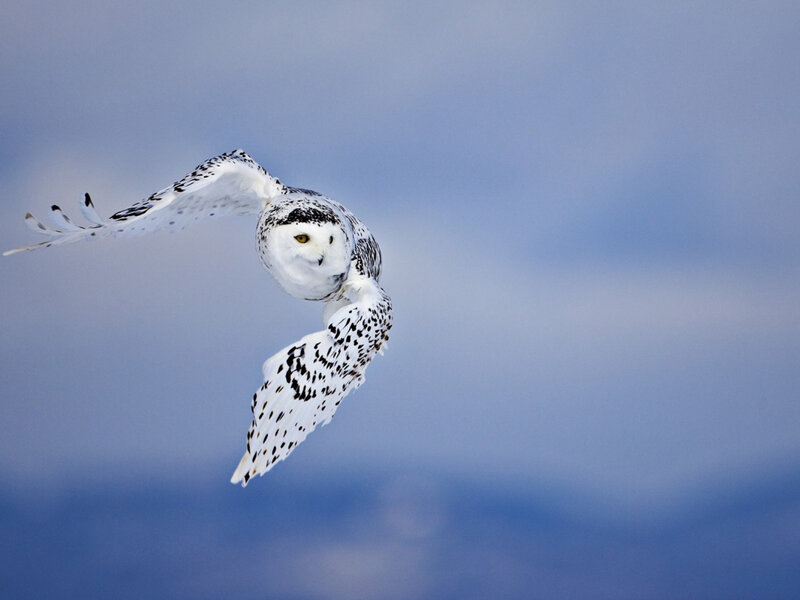 Snowy Owl in Flight — White, Serene, Winter, Photograph, Bird, Sky