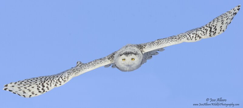 Snowy Owl in Flight — White, Serene, Winter, Photograph, Blue Sky
