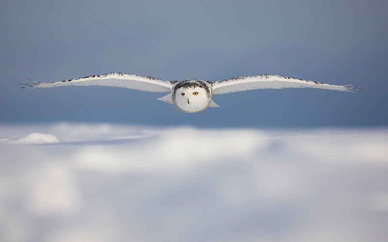 Snowy Owl in Flight — White, Serene, Winter, Photograph, Sky, Snow, Blue