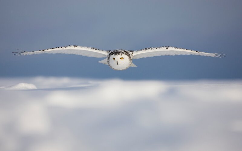 Snowy Owl in Flight — White, Serene, Winter