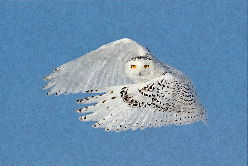 Snowy Owl in Flight — White