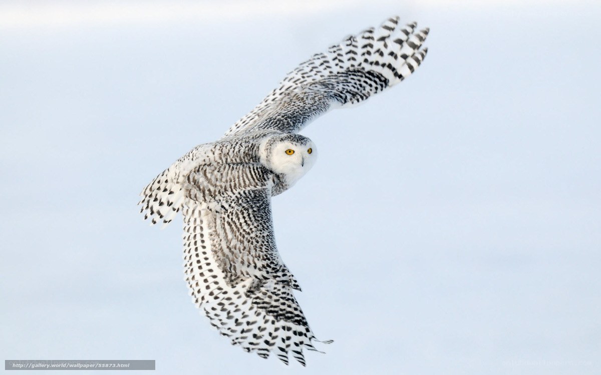 snowy owl in flight