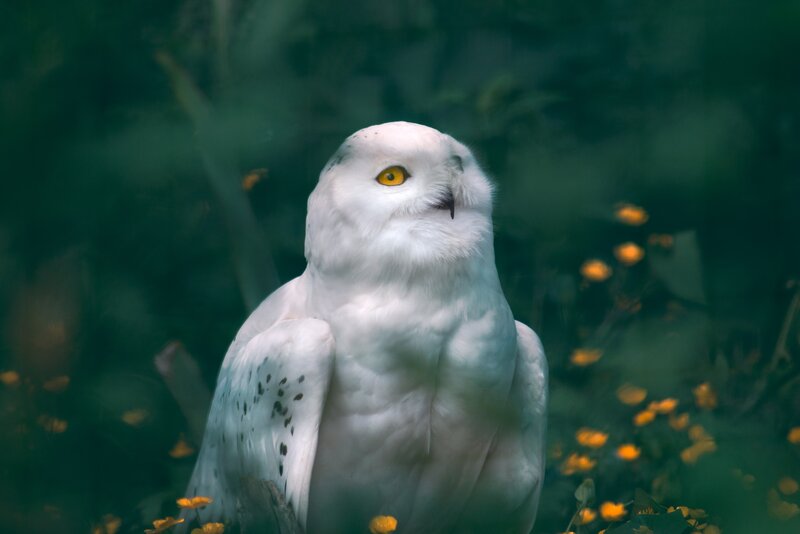Snowy Owl in Foliage — White, Calm