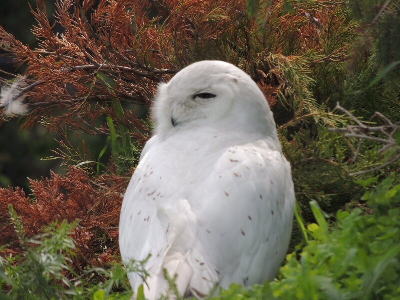 Snowy Owl in Foliage — White
