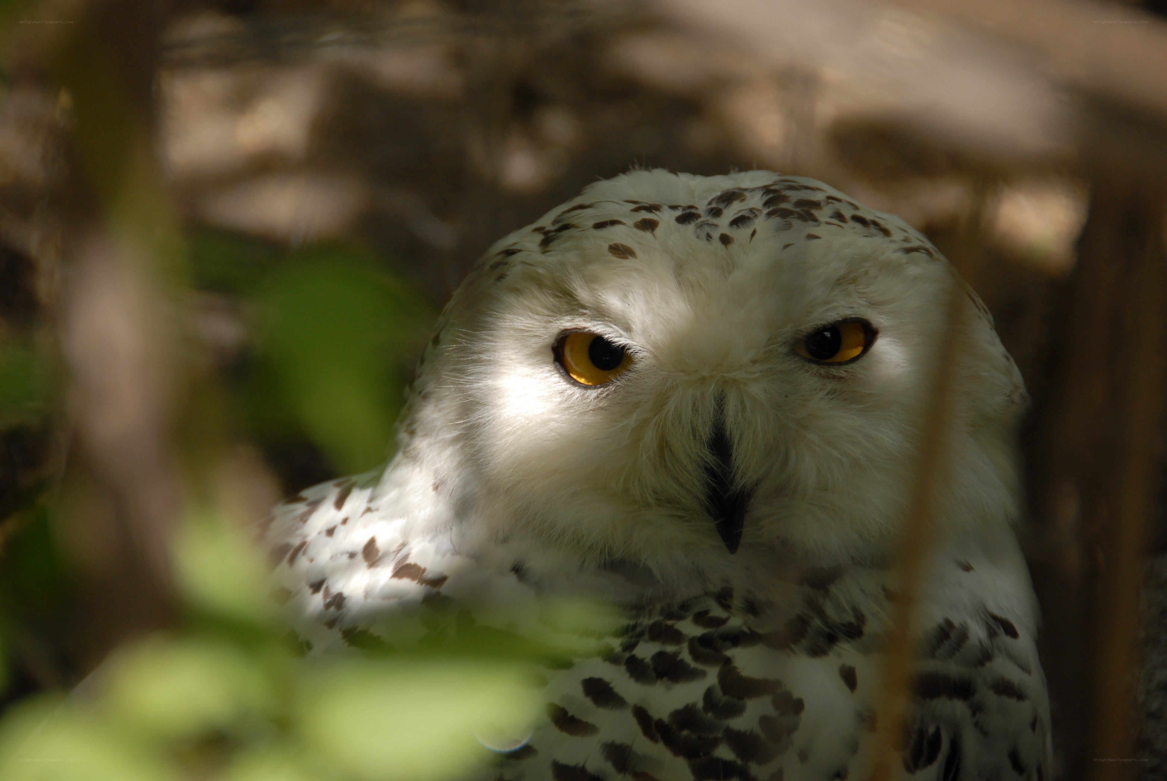 Snowy owl in foliage