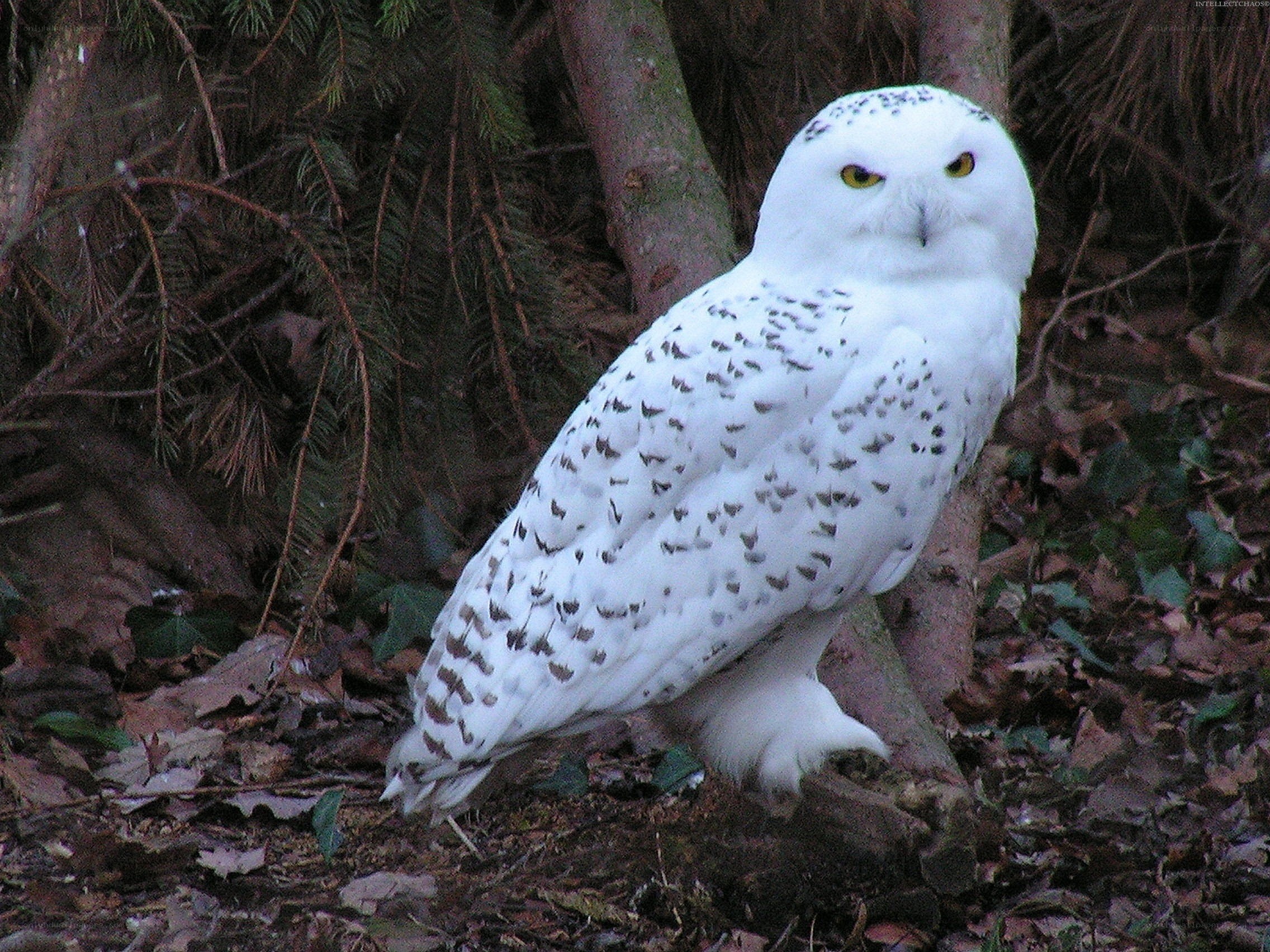 Snowy owl in forest