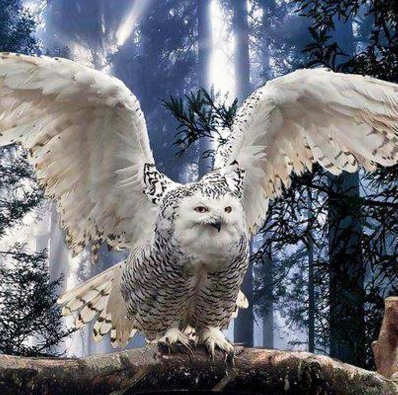 Snowy Owl in Forest — White, Dramatic, Night, Photograph