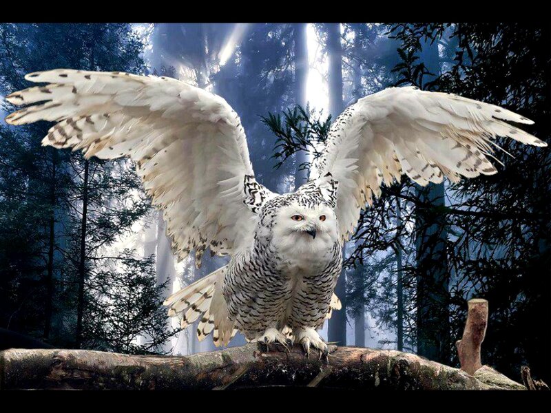 Snowy Owl in Forest — White, Dramatic, Night, Photograph, Tree Branch, Sunlight