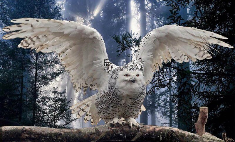 Snowy Owl in Forest — White, Dramatic, Night, Photograph, Tree Branch