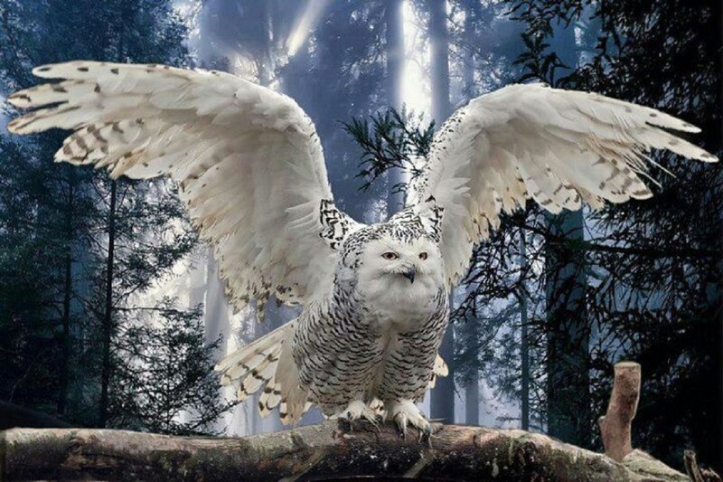 Snowy Owl in Forest — White, Dramatic