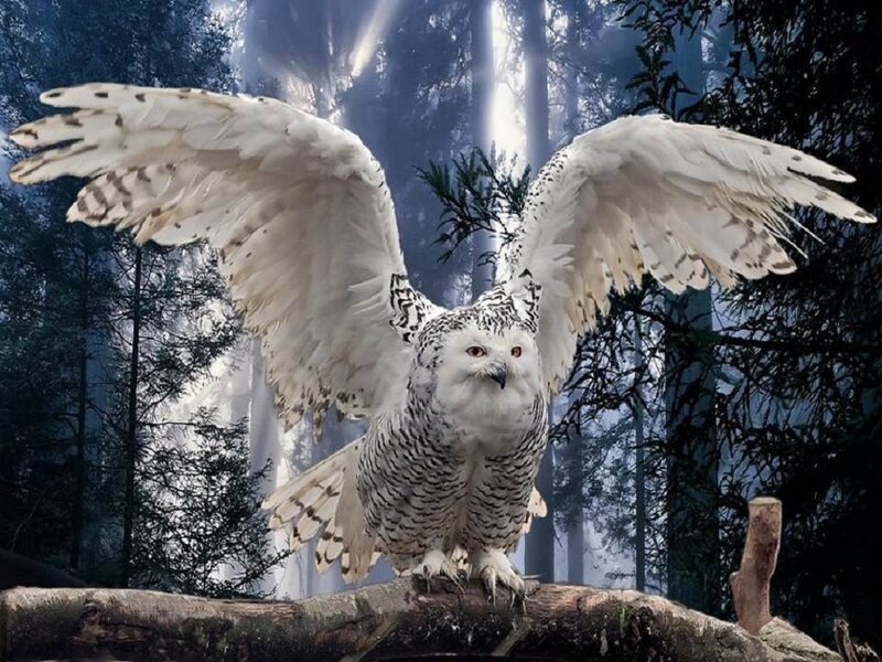 Snowy Owl in Forest — White