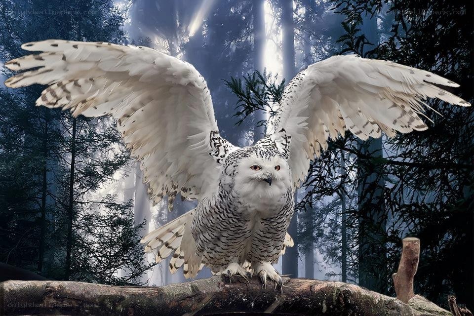 Snowy owl in forest