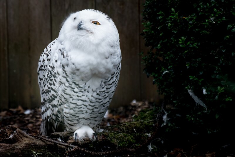 Snowy owl in garden