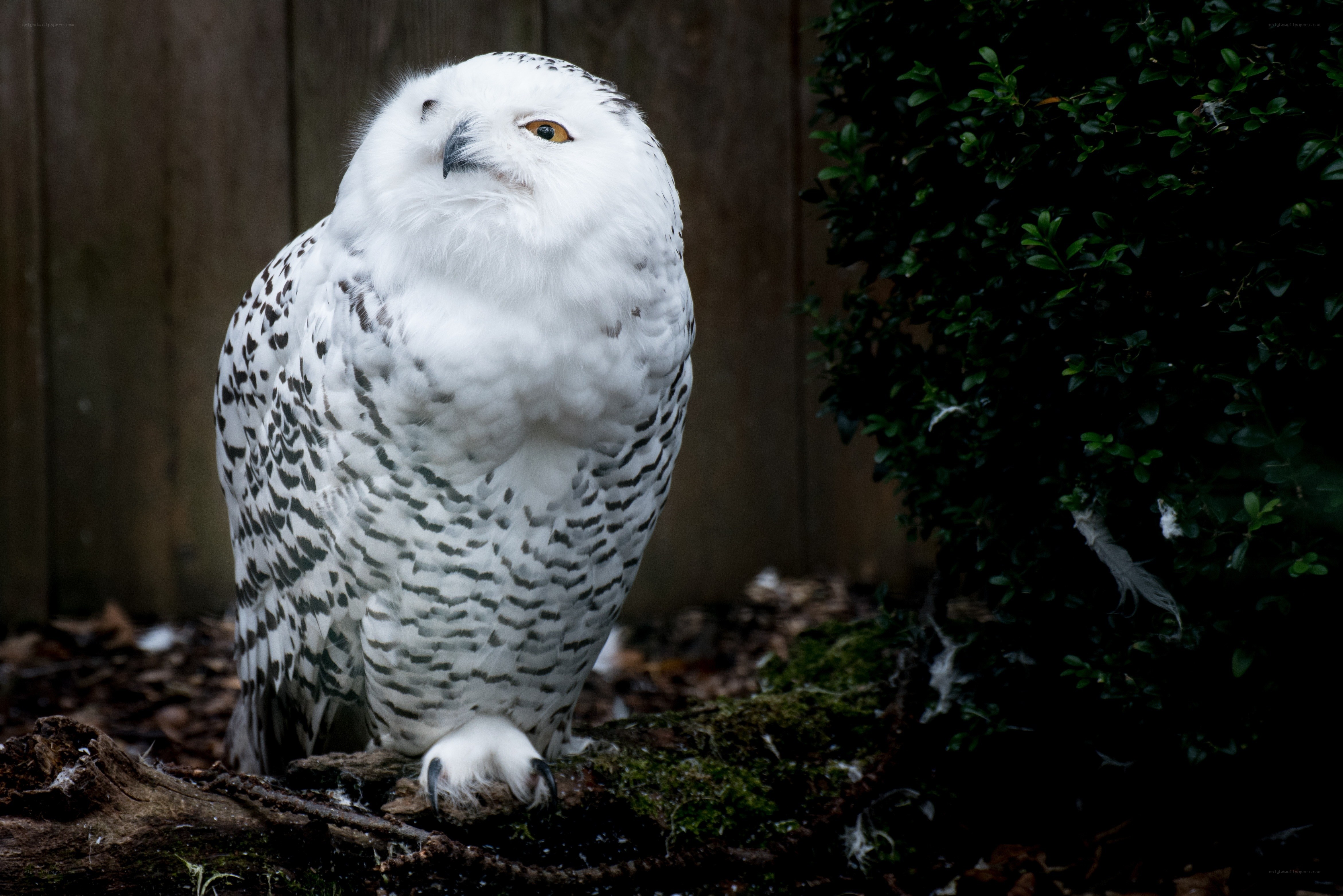 Snowy owl in garden