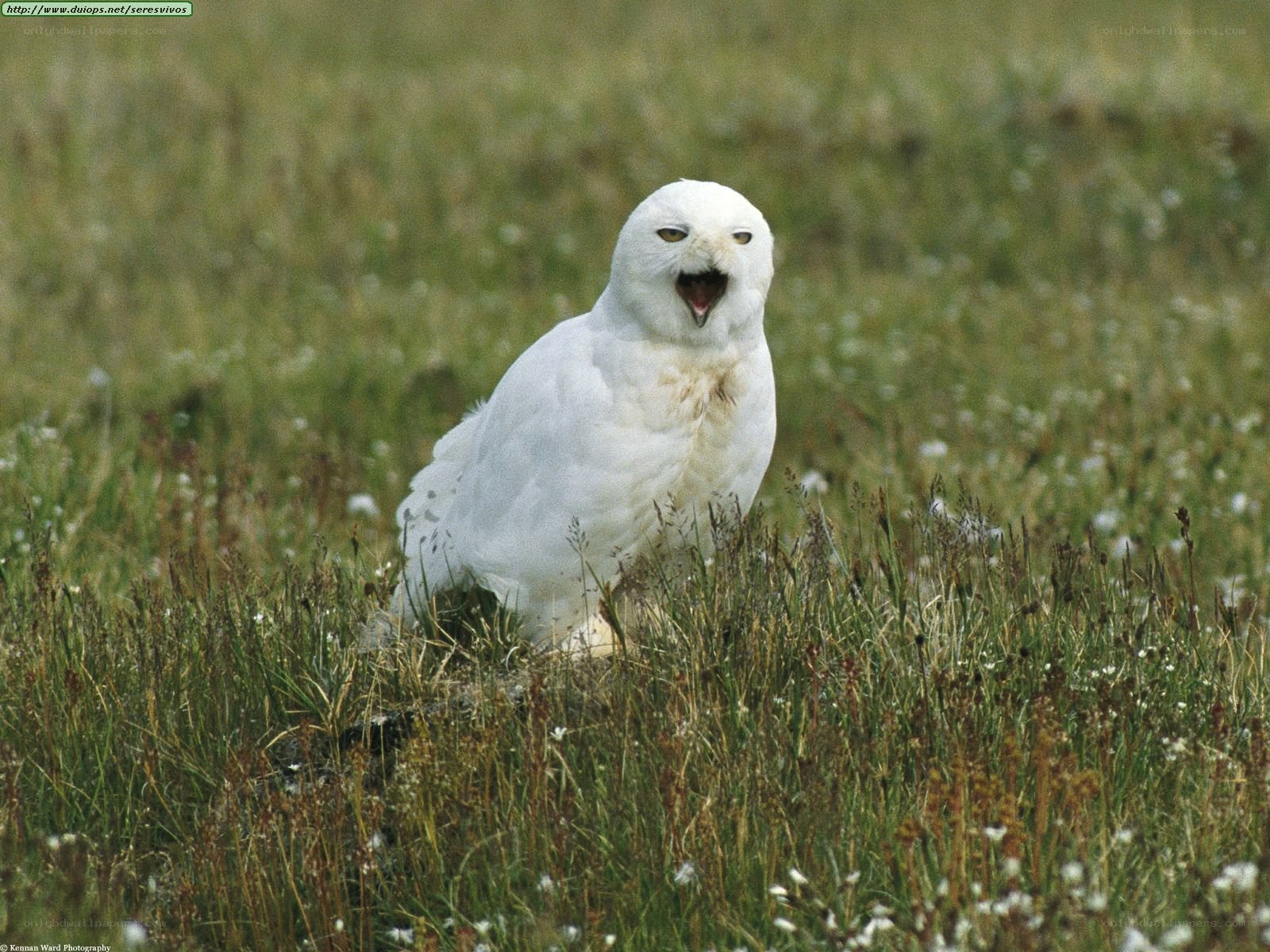 Snowy owl in grass