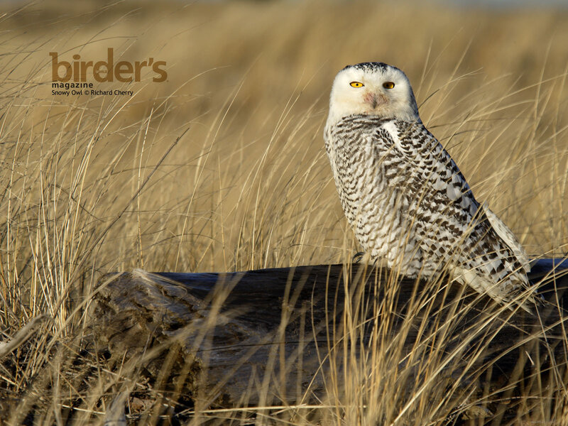 Snowy owl in grass
