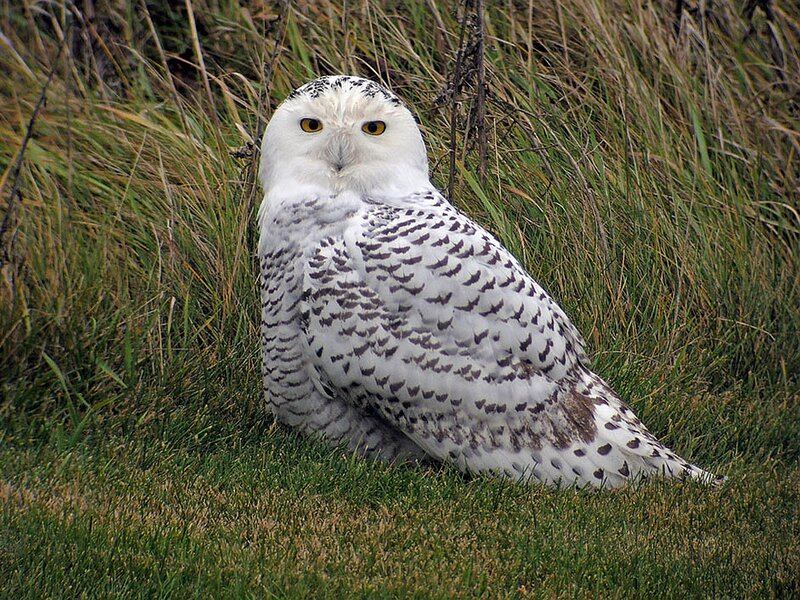 Snowy Owl in Grass — White