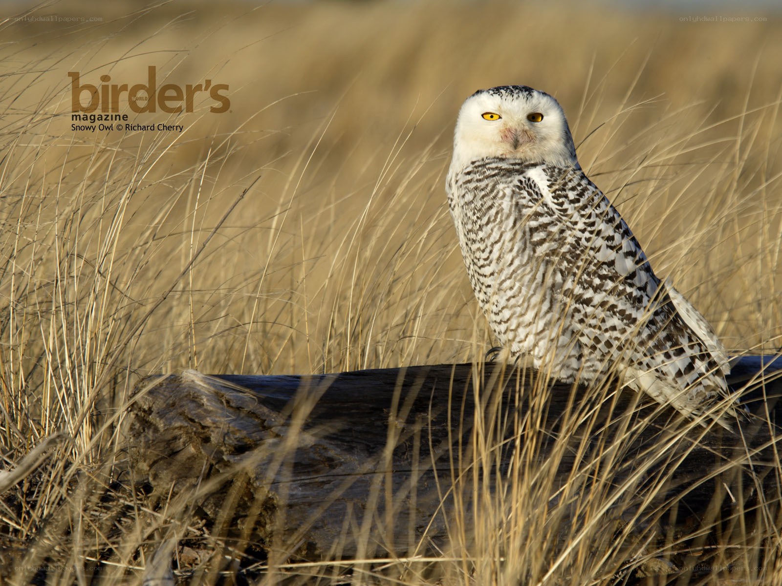 Snowy owl in grass