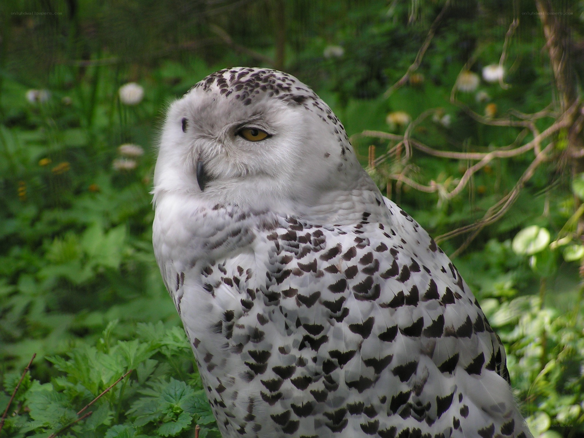Snowy owl in green foliage