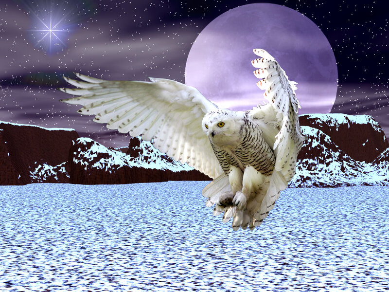 Snowy owl in moonlight
